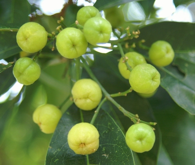 多要素氣象站：油柑種植需要什么樣的氣候條件？